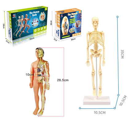 3D Human Body Torso Model Educational Assembly Learning DIY Toys Human Body Organ Teaching Tools Early Learning Toy for Children