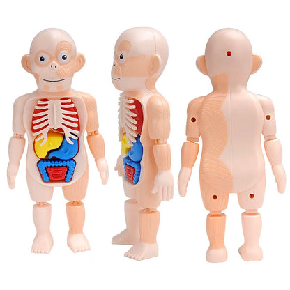 3D Human Body Torso Model Educational Assembly Learning DIY Toys Human Body Organ Teaching Tools Early Learning Toy for Children